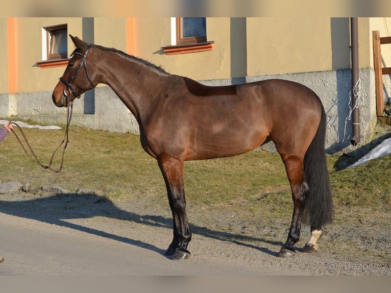 Tschechisches Warmblut Stute 19 Jahre 175 cm Brauner in Světlá Hora