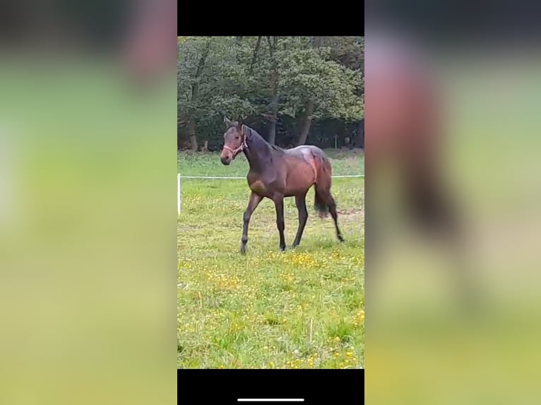 Tschechisches Warmblut Stute 1 Jahr 155 cm Dunkelbrauner in Ráby