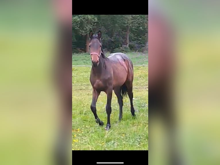 Tschechisches Warmblut Stute 1 Jahr 155 cm Dunkelbrauner in Ráby