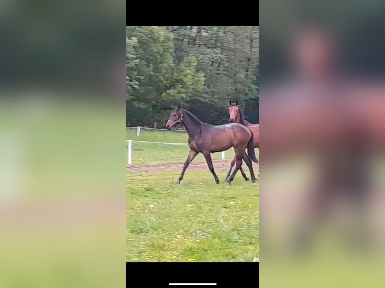 Tschechisches Warmblut Stute 1 Jahr 155 cm Dunkelbrauner in Ráby