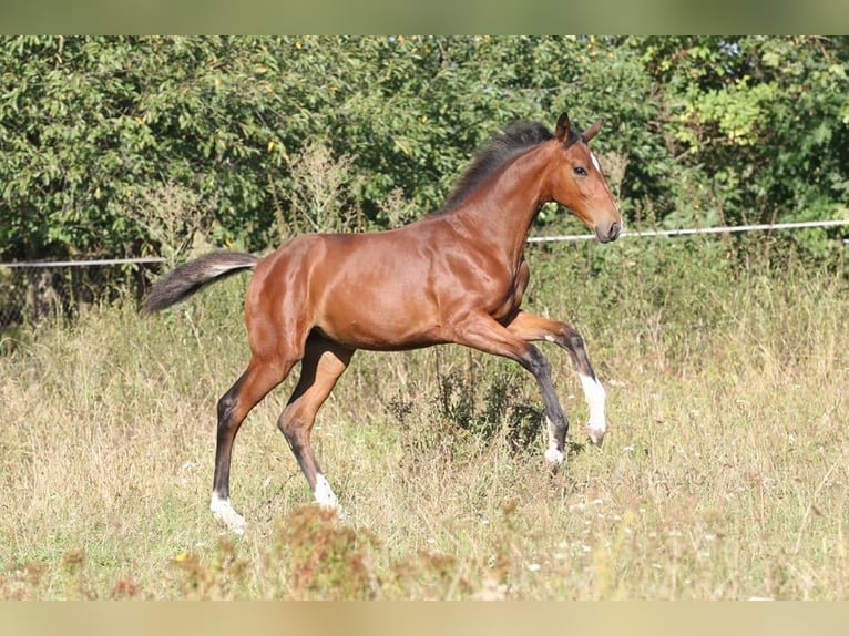 Tschechisches Warmblut Stute 1 Jahr Brauner in Columbus Tschechisches Warmblut Stute 1 Jahr Brauner in Columbus