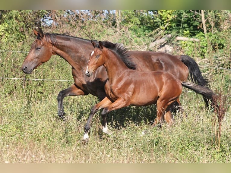Tschechisches Warmblut Stute 1 Jahr Brauner in Columbus Tschechisches Warmblut Stute 1 Jahr Brauner in Columbus