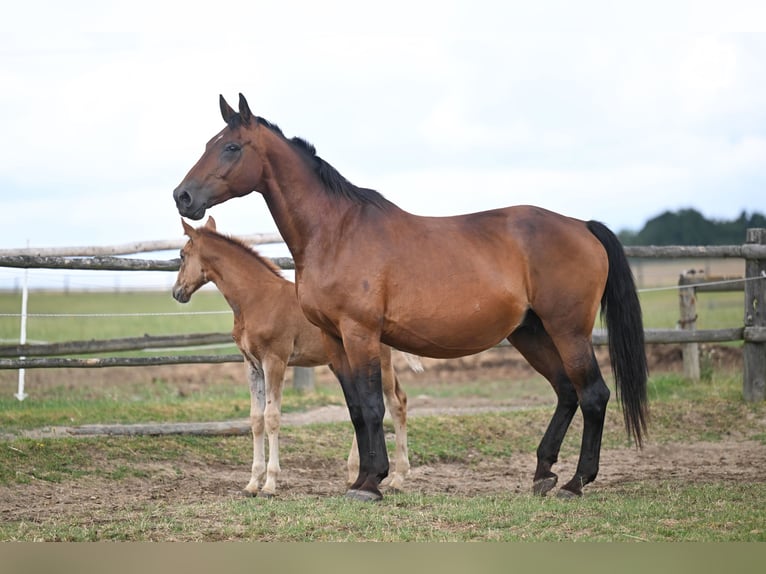 Tschechisches Warmblut Stute 20 Jahre 171 cm Rotbrauner in PRIBRAM