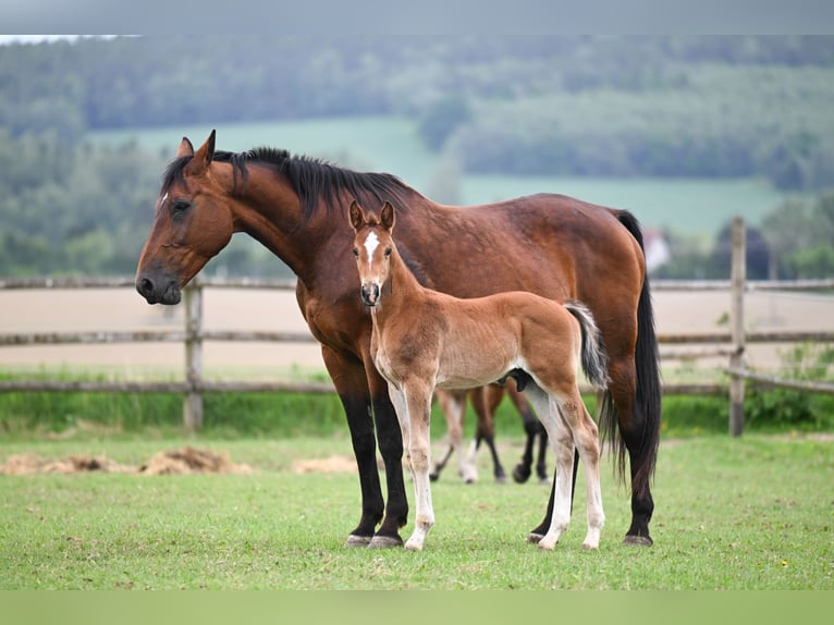 Tschechisches Warmblut Stute 20 Jahre 171 cm Rotbrauner in PRIBRAM