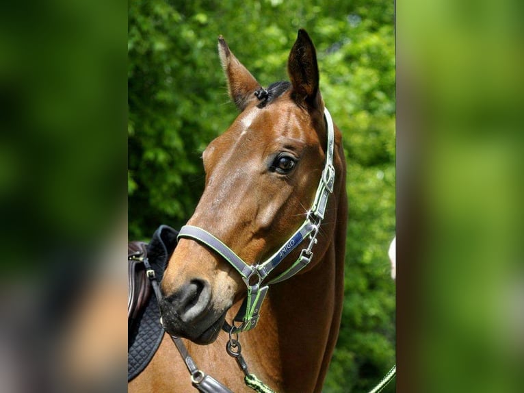 Tschechisches Warmblut Stute 23 Jahre 175 cm Brauner in Creglingen