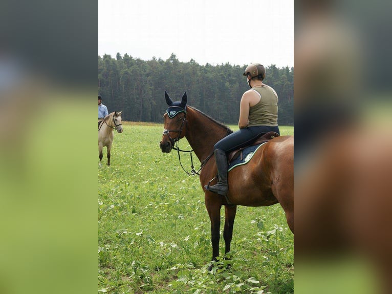 Tschechisches Warmblut Stute 23 Jahre 175 cm Brauner in Creglingen
