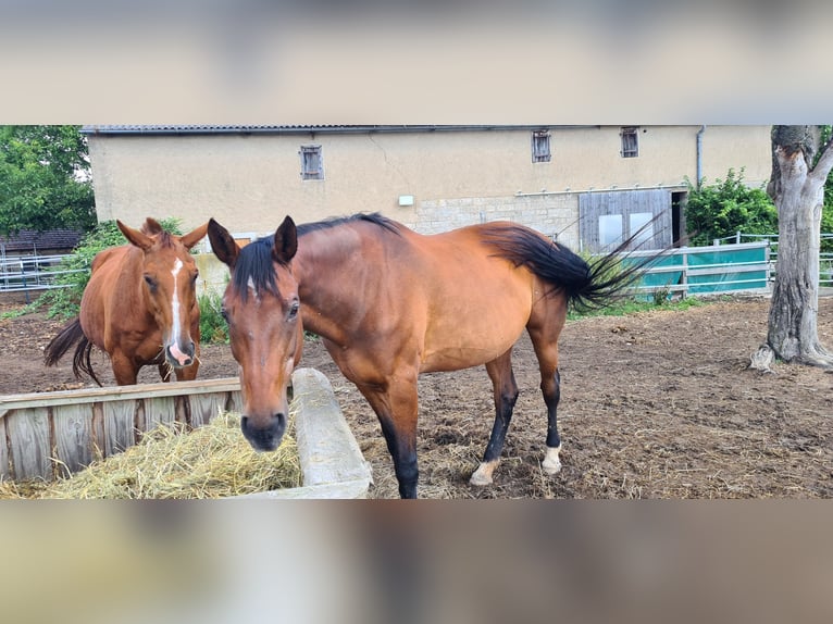 Tschechisches Warmblut Stute 23 Jahre 175 cm Brauner in Creglingen
