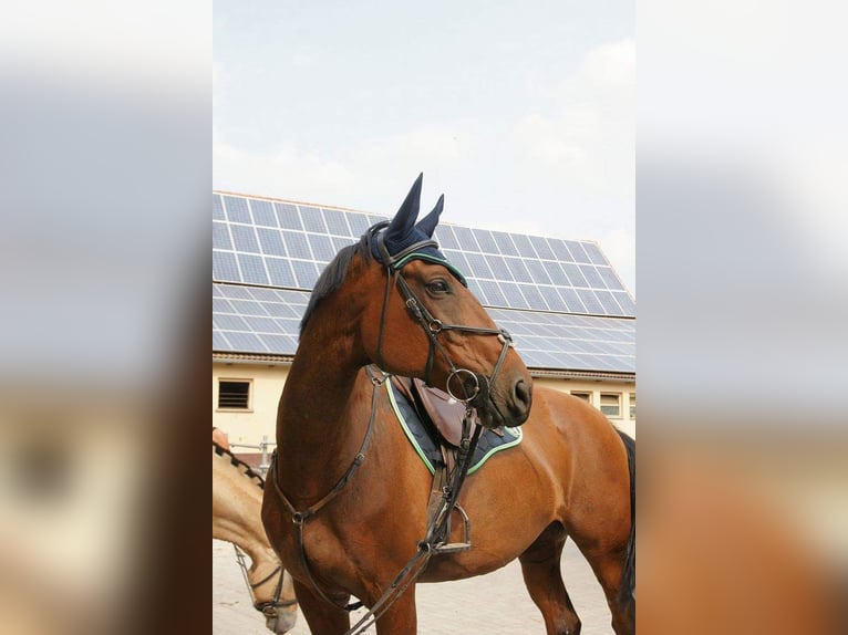 Tschechisches Warmblut Stute 23 Jahre 175 cm Brauner in Creglingen