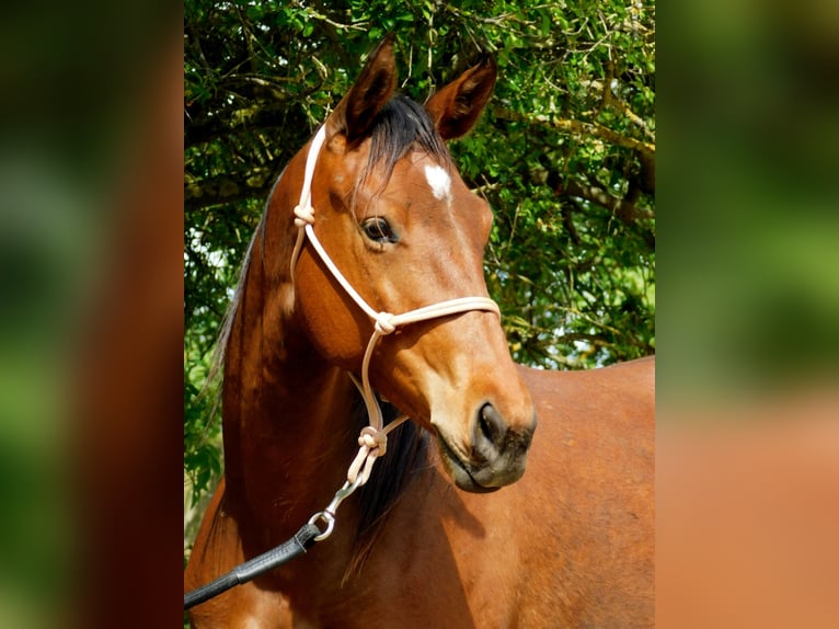 Tschechisches Warmblut Stute 2 Jahre Brauner in Plzen