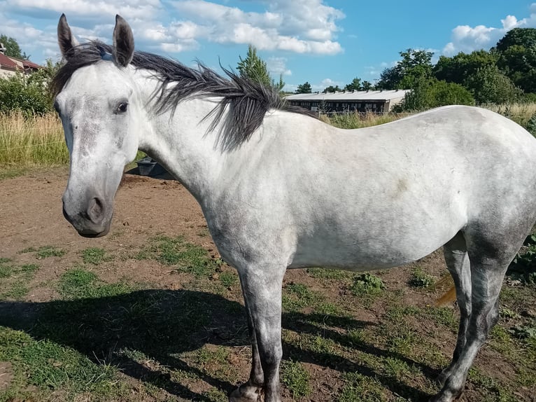 Tschechisches Warmblut Stute 3 Jahre 150 cm Schimmel in Dresden