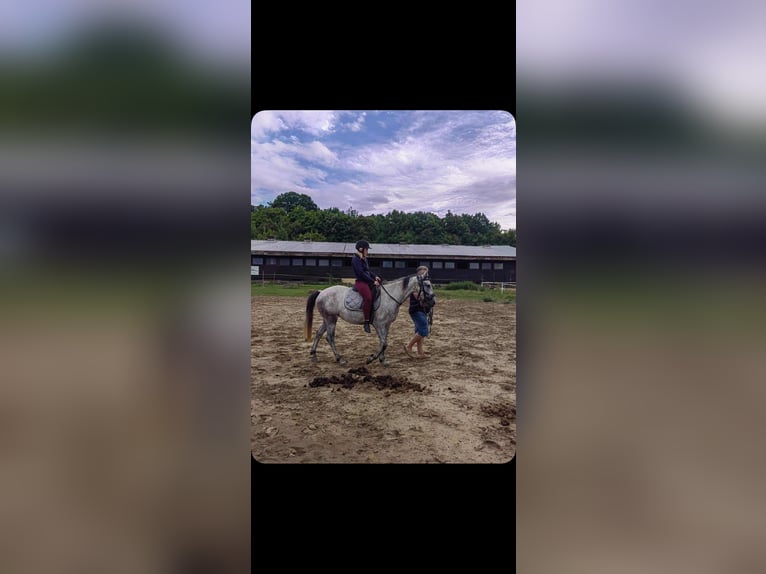 Tschechisches Warmblut Stute 3 Jahre 150 cm Schimmel in Dresden