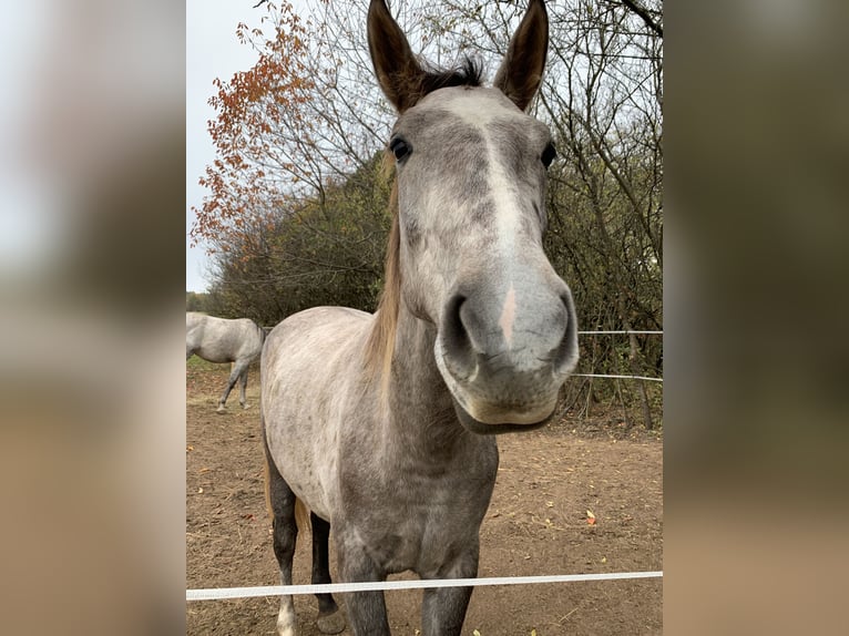 Tschechisches Warmblut Stute 3 Jahre 165 cm Rotschimmel in Prešov