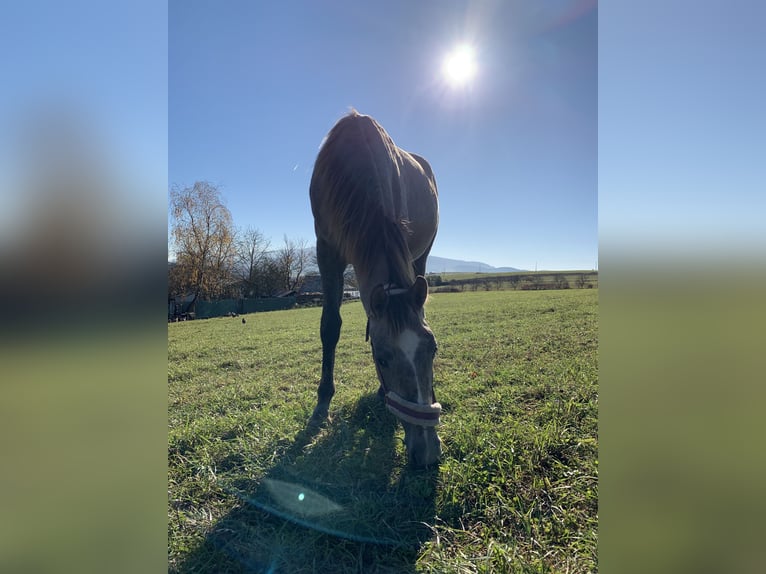 Tschechisches Warmblut Stute 3 Jahre 165 cm Rotschimmel in Prešov