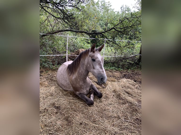 Tschechisches Warmblut Stute 3 Jahre 165 cm Rotschimmel in Prešov