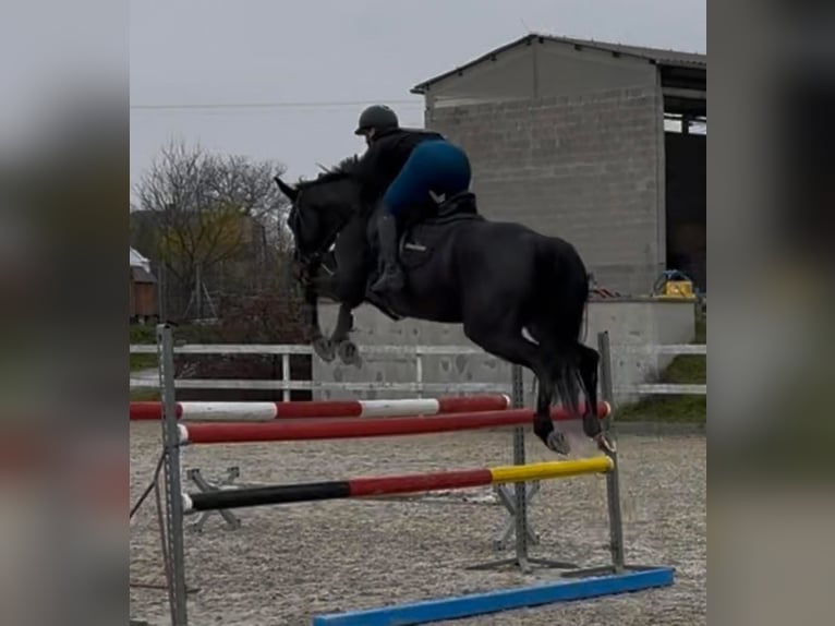 Tschechisches Warmblut Stute 5 Jahre 165 cm Dunkelbrauner in Strážiště