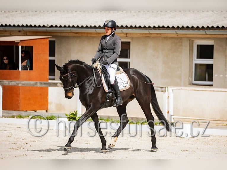 Tschechisches Warmblut Stute 5 Jahre 165 cm Schwarzbrauner in Mlada Boleslav