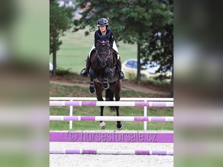 Tschechisches Warmblut Stute 5 Jahre 165 cm Schwarzbrauner in Mlada Boleslav
