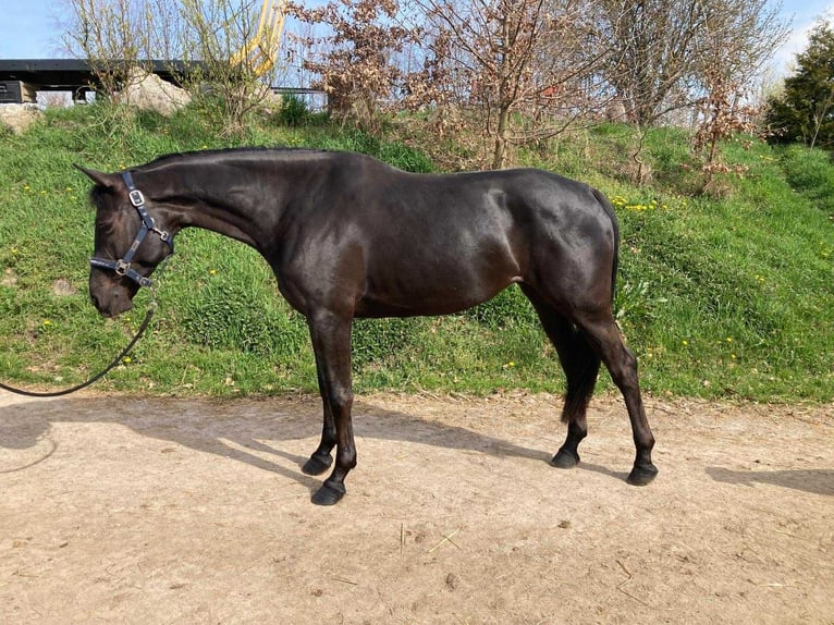 Tschechisches Warmblut Stute 5 Jahre 166 cm Brauner in Opalice