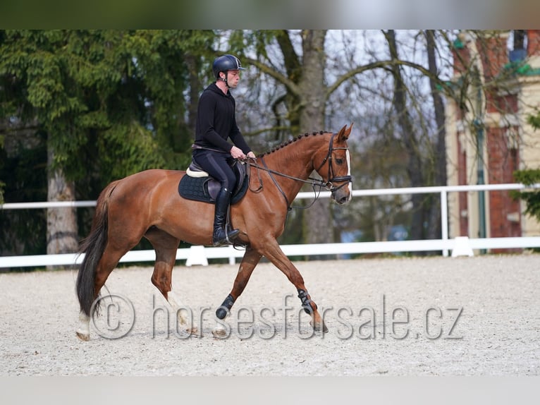 Tschechisches Warmblut Stute 5 Jahre 169 cm Fuchs in Tyn nad Vltavou