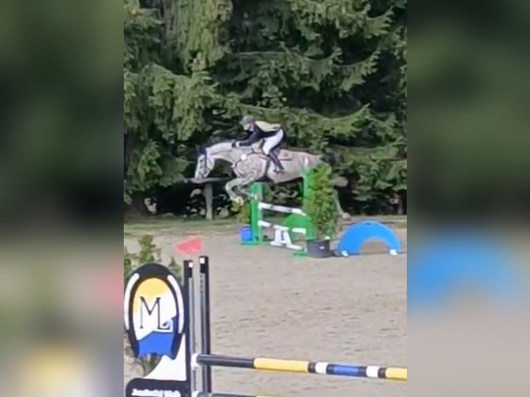 Tschechisches Warmblut Stute 5 Jahre 174 cm Schimmel in Karlovy Vary