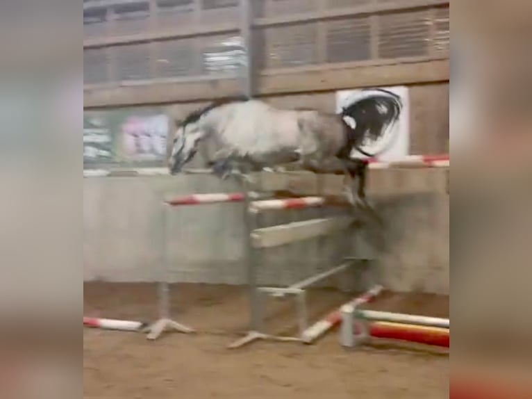 Tschechisches Warmblut Stute 5 Jahre 174 cm Schimmel in Karlovy Vary