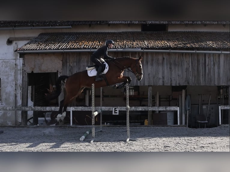 Tschechisches Warmblut Stute 5 Jahre Brauner in Prague