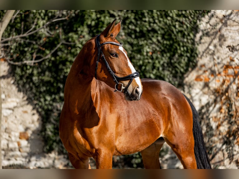 Tschechisches Warmblut Stute 5 Jahre Brauner in Prague