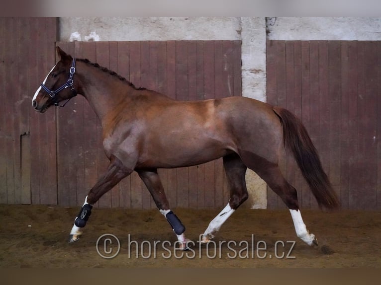 Tschechisches Warmblut Stute 6 Jahre 156 cm Fuchs in 1 Stunde von Prag