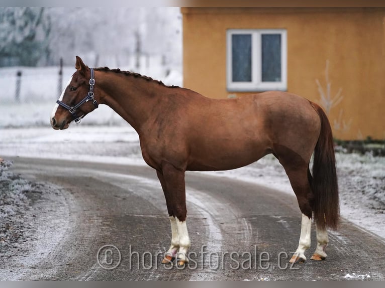 Tschechisches Warmblut Stute 6 Jahre 156 cm Fuchs in 1 Stunde von Prag