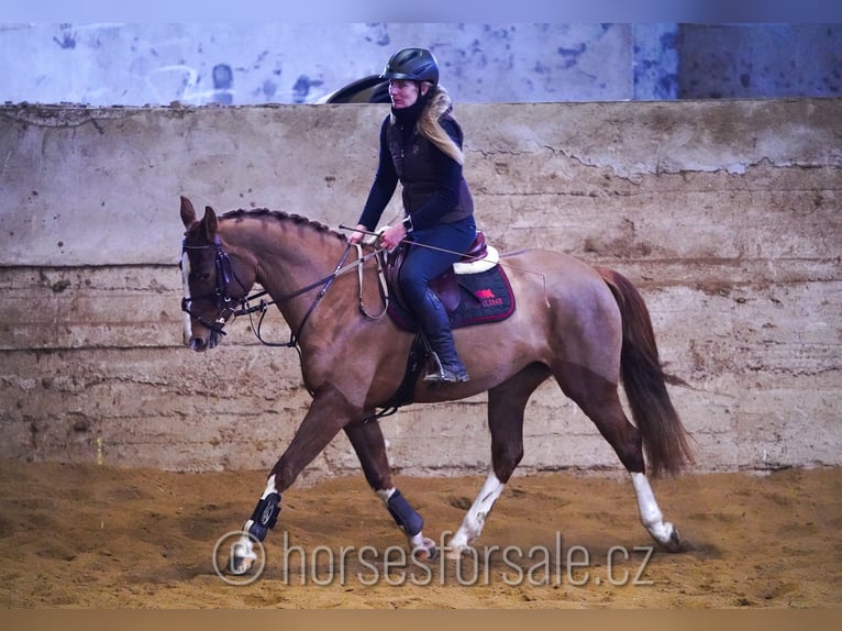 Tschechisches Warmblut Stute 6 Jahre 156 cm Fuchs in 1 Stunde von Prag