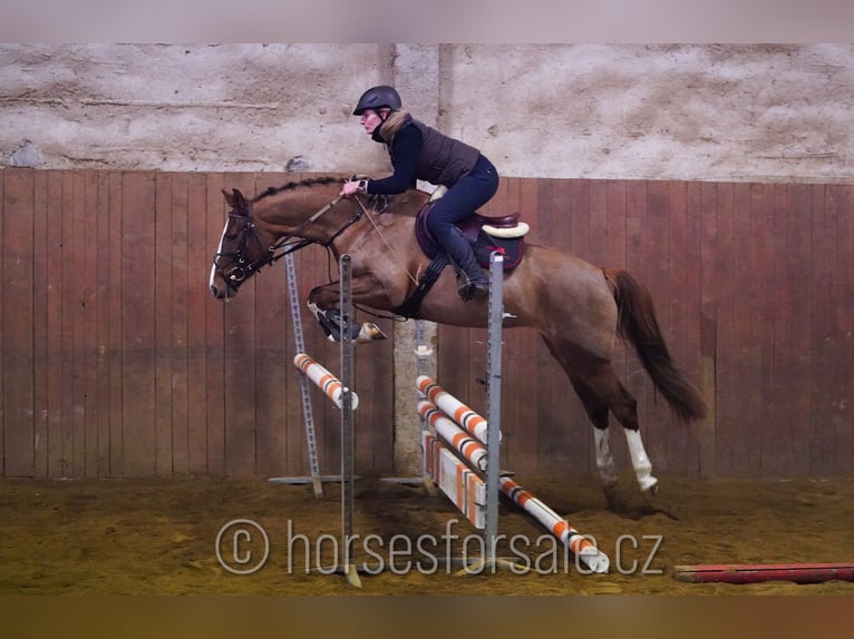 Tschechisches Warmblut Stute 6 Jahre 156 cm Fuchs in 1 Stunde von Prag