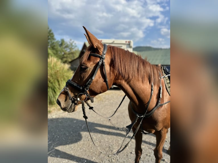 Tschechisches Warmblut Stute 6 Jahre 163 cm Dunkelfuchs in Nový jičín