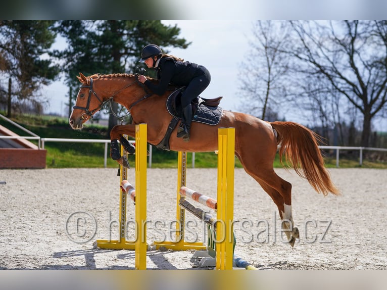 Tschechisches Warmblut Stute 6 Jahre 163 cm Fuchs in Tyn nad Vltavou