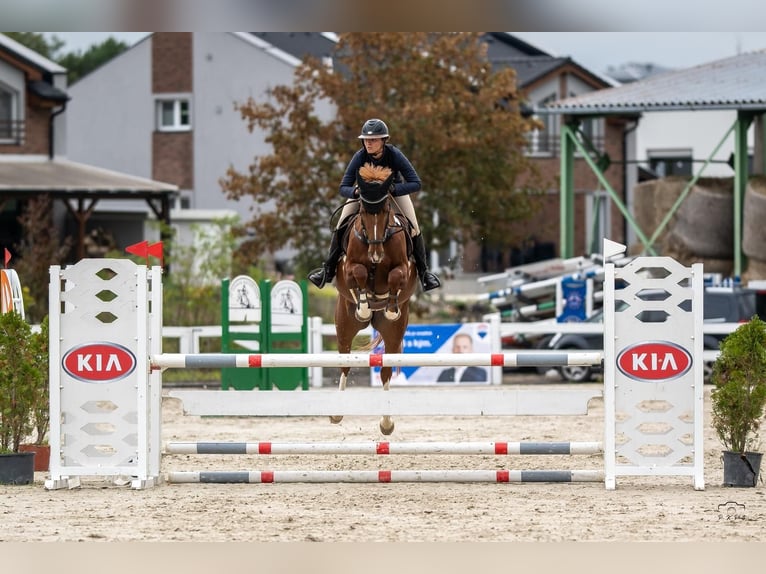 Tschechisches Warmblut Stute 6 Jahre 165 cm Brauner in Zduchovice