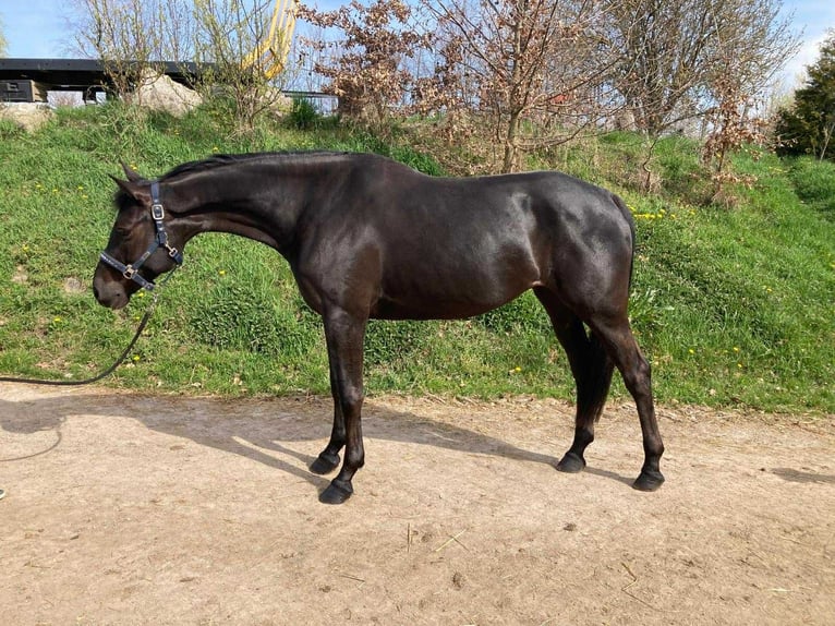 Tschechisches Warmblut Stute 6 Jahre 166 cm Brauner in Opalice