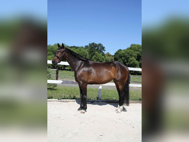 Tschechisches Warmblut Stute 6 Jahre 167 cm Dunkelbrauner in Brno