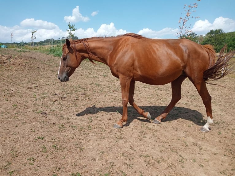Tschechisches Warmblut Stute 6 Jahre 167 cm Fuchs in Furth im Wald