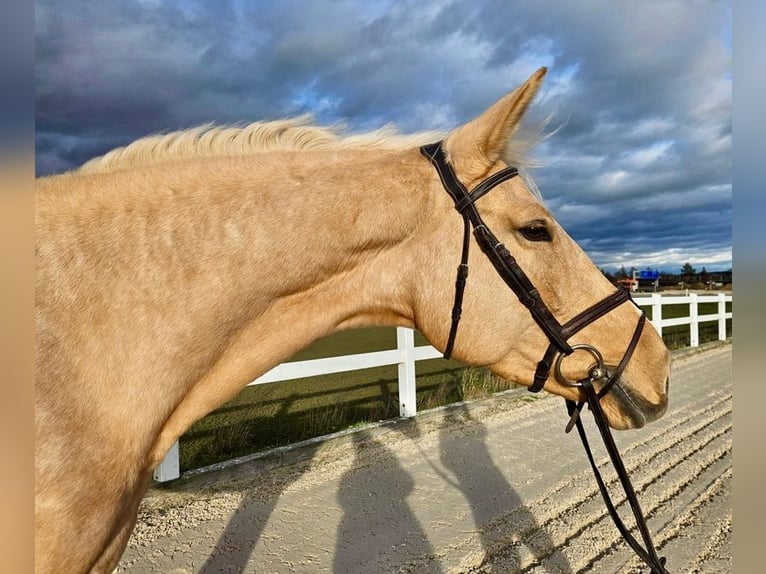 Tschechisches Warmblut Stute 6 Jahre 167 cm Palomino in Allershausen