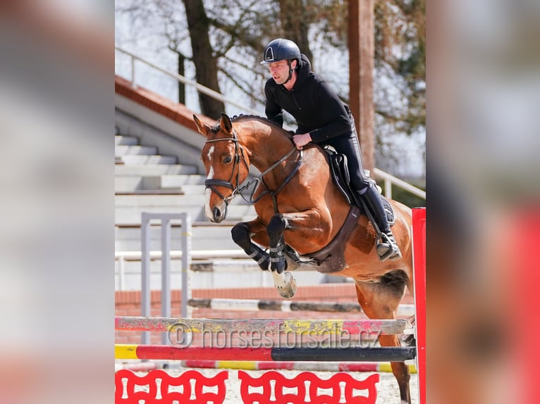 Tschechisches Warmblut Stute 6 Jahre 172 cm Brauner in Ceske Budejovice