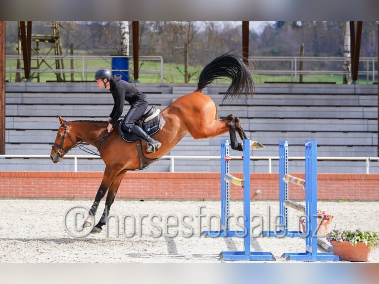 Tschechisches Warmblut Stute 6 Jahre 172 cm Brauner in Ceske Budejovice