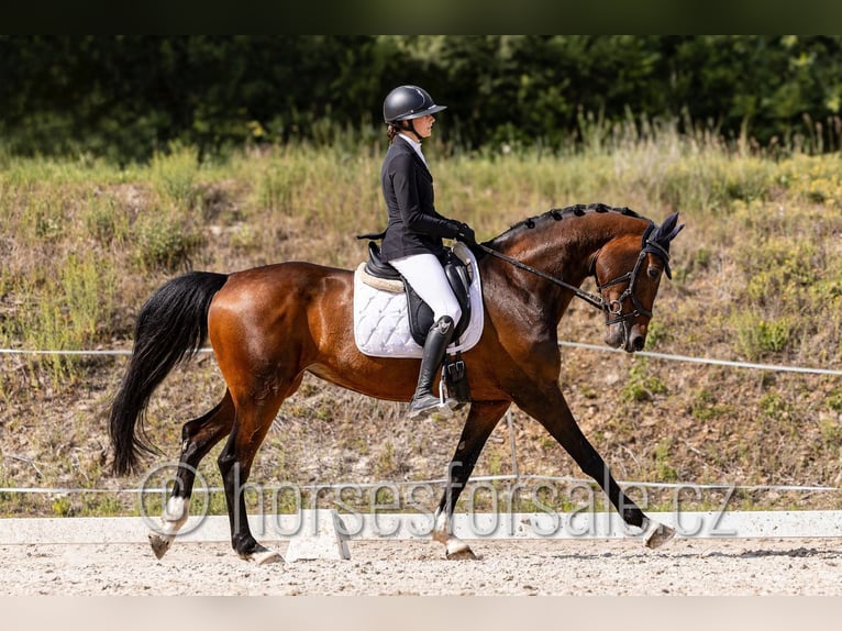 Tschechisches Warmblut Stute 6 Jahre 172 cm Dunkelbrauner in Klatovy