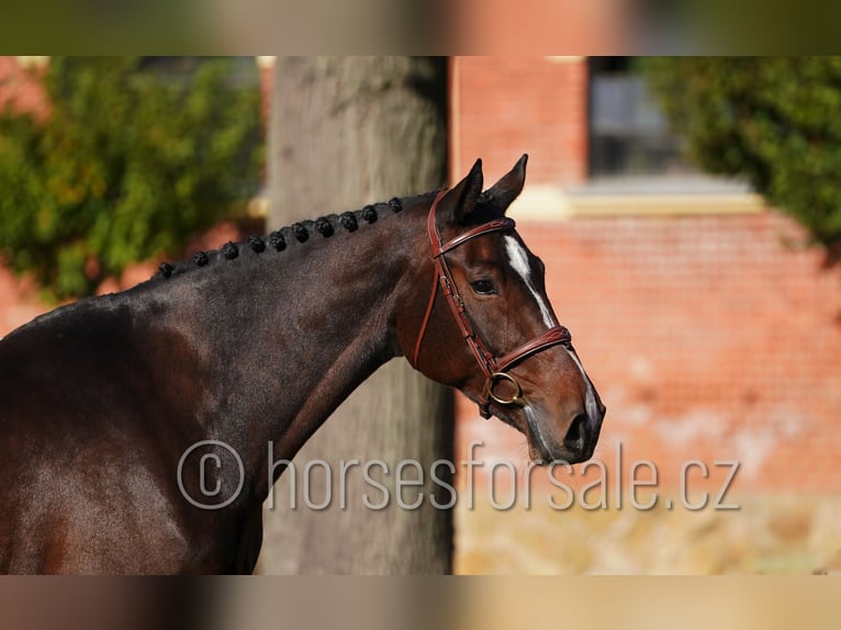 Tschechisches Warmblut Stute 6 Jahre 172 cm Dunkelbrauner in Klatovy