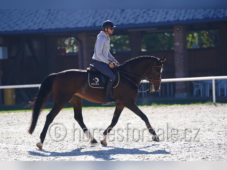 Tschechisches Warmblut Stute 6 Jahre 172 cm Dunkelbrauner in Klatovy