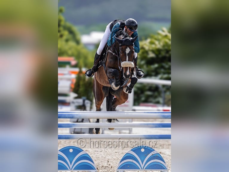 Tschechisches Warmblut Stute 6 Jahre 172 cm Dunkelbrauner in Klatovy
