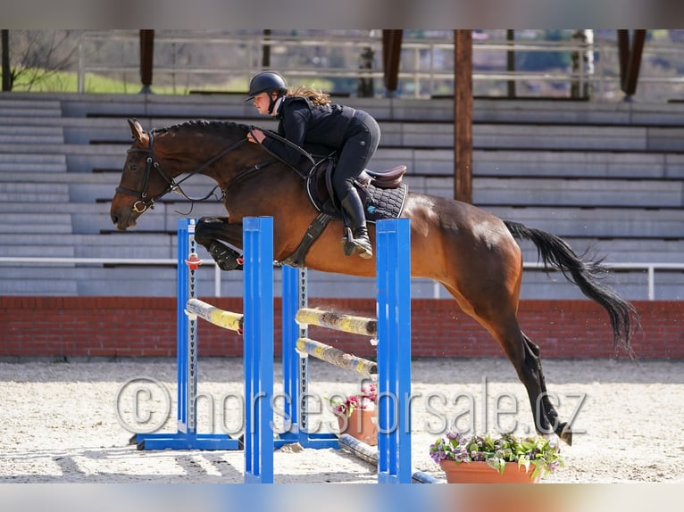 Tschechisches Warmblut Stute 6 Jahre 172 cm Dunkelbrauner in Tyn nad Vltavou
