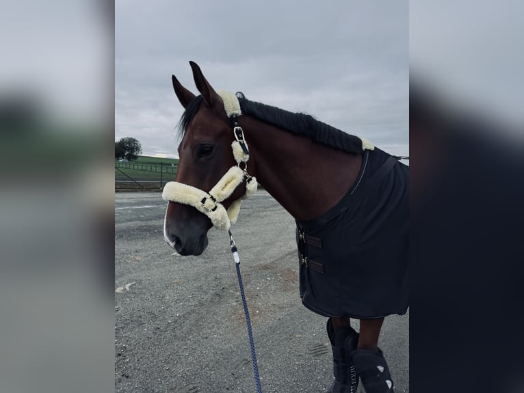 Tschechisches Warmblut Stute 6 Jahre 173 cm Brauner in Brno