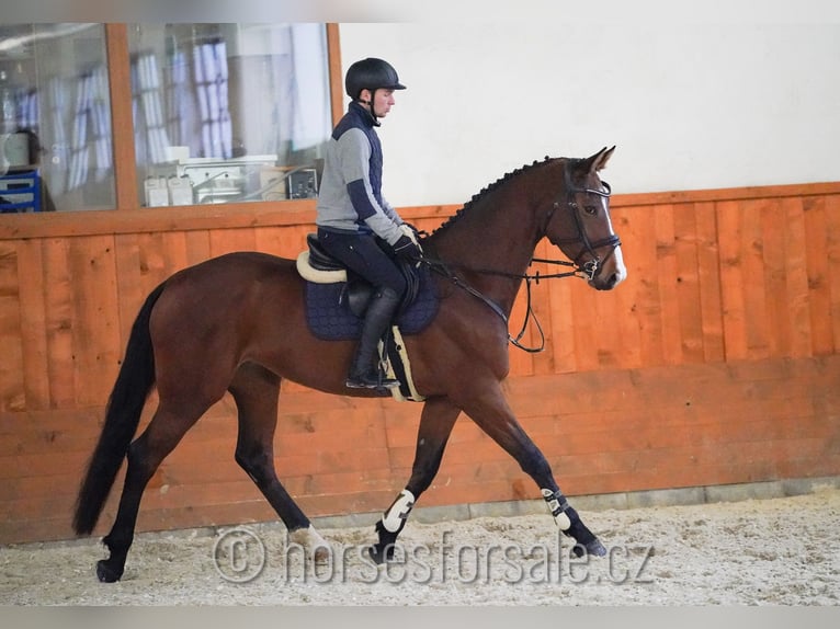 Tschechisches Warmblut Stute 6 Jahre 174 cm Brauner in 1 Stunde von Prag