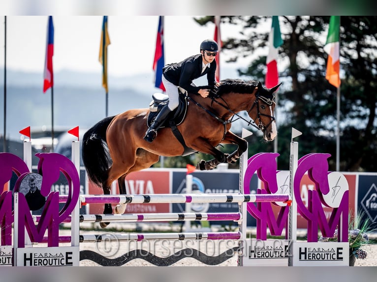 Tschechisches Warmblut Stute 6 Jahre 174 cm Brauner in 1 Stunde von Prag