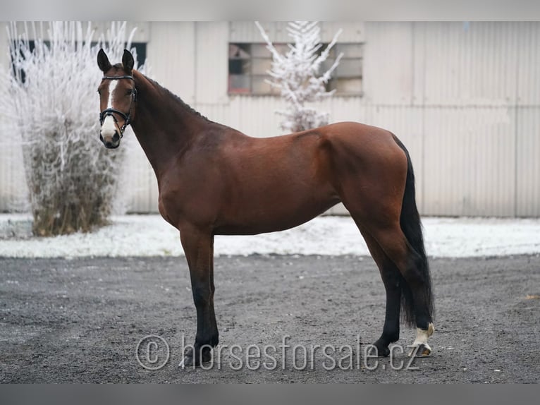 Tschechisches Warmblut Stute 6 Jahre 174 cm Brauner in 1 Stunde von Prag