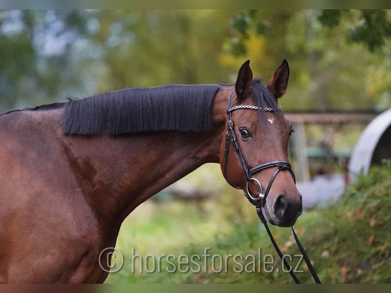 Tschechisches Warmblut Stute 6 Jahre 177 cm Brauner in Region Prag